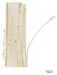 Image result for Dalbergia bracteolata