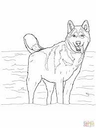 Color in this picture of an siberian husky and others with our library of online coloring pages. Siberian Husky Coloring Online Super Coloring 159838 Husky Dog Coloring Page Puppy Coloring Pages Horse Coloring Pages