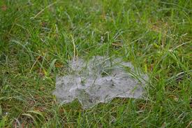 In this video doc shows you some examples of dollar spot and brown patch, as well as how he prevents it in his bermuda lawn. Spiderlawn Or Dollar Spot A July Tradition