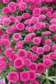 Aster Victoria Mathilde Fuchsia Beautiful Flowers Pretty Flowers Flower Photos