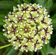 Find Milkweed Plants And Milkweed Seeds For Monarchs 25 Milkweed Plant Unusual Flowers Milkweed Seeds