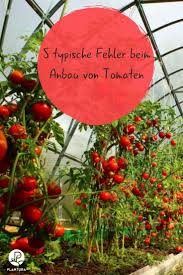 5 Typische Fehler Beim Anbau Von Tomaten Tomaten Garten Gemuseanbau In Kubeln Tomaten Zuchten