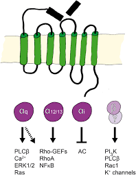 If your skin is also sore and inflamed, a gp may prescribe a topical corticosteroid (a cream or ointment applied directly to your skin) that can quickly reduce the inflammation. Protease Activated Receptors Pars Mechanisms Of Action And Potential Therapeutic Modulators In Par Driven Inflammatory Diseases Thrombosis Journal Full Text