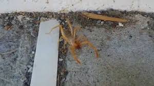 Camel spider is an animal that lives in desert area where they forage at night and if during the day it will be in its cage. Weird Creepy Spider Like Bug Insect Sunspider Windscorpion Pseudoscorpion Las Vegas Nevada Youtube