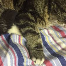 Katze Humpelt Und Hat Ein Dickes Arm