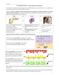 From Gene To Protein Transcription And Translation