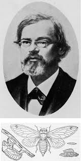 History of Ecological Sciences, Part 45: Ecological Aspects of Entomology  During the 1800s