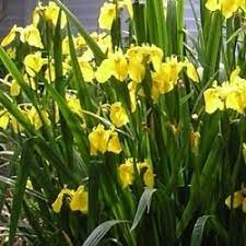 Pin On Garden Stuff