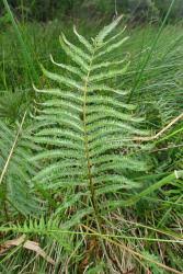 Image result for Cyclosorus interruptus