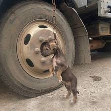 Animal adoption and rescue Delhi - NCR