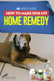 Pin On Dog Health Tips