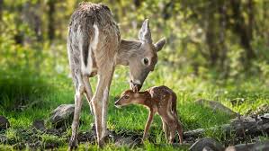 While those homemade deer feeders are easy to build, they allow all sorts of wildlife to feast on the corn. 10 Easiest Ways To Build Homemade Deer Feeder