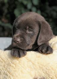 Paul ist zu seiner neuen familie gezogen! Labrador Spens Willkommen Auf Der Seite Des Labradorzwingers Zur Arensburg