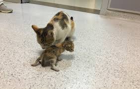 Anne Kedi Hasta Yavrusunu Acil Servise Tasidi