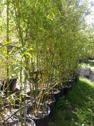 Image result for Bambusa