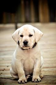 Both of these breeds are very popular options and you may even want to compare the two before you decide which one you want for a pet. Labrador Puppy Lab Puppies Labrador Retriever Retriever Puppy