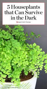 5 Overlooked Plants That Can Survive In The Almost Dark In 2020 Indoor Plants Low Light Plants Apartment Plants