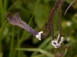 Image result for Stachytarpheta cayennensis