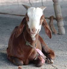 A man in china whose wife killed herself and their two children after he allegedly faked his own death. Chinese Woman Killing A Goat Inside Gadhimai The World S Biggest Ritual Slaughter Cnn A Woman Slaughtering An Animal Ø¹ÙˆØ±Øª Ø¬Ø§Ù†ÙˆØ± Ø°Ø¨Ø­ Ú©Ø±ØªÛ' ÛÙˆØ¦Û' Decoracion De Unas