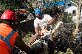 Out Of State Tree Removal Companies They See Dollar Signs Port City Daily
