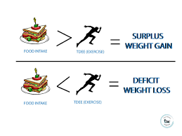 — the thermic effect of food (tef) increases. How To Bulk Versus Cut Total Wellness
