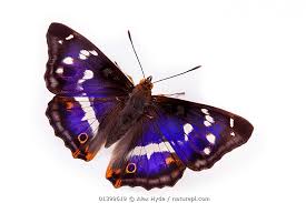 Image result for Apatura iris