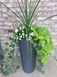Cuttings for sweet potatoe vines. Tall Planters With Lush Sweet Potato Vines And Spikes For Accents Potato Vine Planters Tall Planters Outdoor Planters