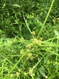 Image result for Cyperus difformis