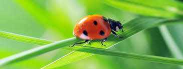 If you saw it moving before it stopped, or it appears to be 'struggling', then these could be signs. Ladybug Benefits All About Lady Bugs