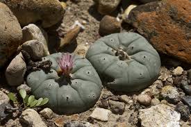 The use of mescaline by indigenous american people can be traced back at least 5,500 years and possibly further. Peyote Lophophora Williamsii Inaturalist