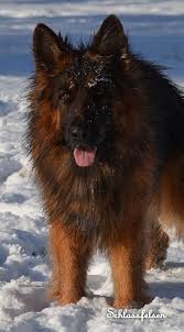 Cameronmorrisi02 united kingdom, bt43 7l: Long Coat German Shepherd Females Long Hair German Shepherd Females Long Coat German Shepherd German Shepherd Dogs German Shepherd