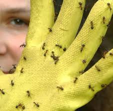 Maybe you would like to learn more about one of these? Verbraucher Ameisen Nicht Mit Backpulver Bekampfen Welt