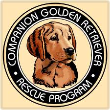 Akc registered golden retriever puppies for sale home. Companion Golden Retriever Rescue