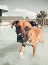 Informiere dich über neue boxer mischling welpe. Deutscher Boxer Mix Mischling Deutscherboxer De