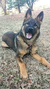 A breed suited to active individuals, couples or families, this canine is a large and intelligent, loyal and loving dog. Read Message Wi Rr Com German Shepherd Dogs Dog Training Shepherd Dog