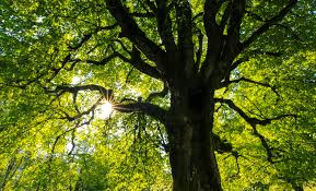 In botany, a tree is a perennial plant with an elongated stem, or trunk, supporting branches and leaves in most species. 500 Trees Pictures Download Free Images On Unsplash