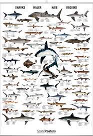 Shark Poster Poster With Sharks Chart Of Shark Species Shark Plakater Illustrator