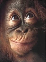 Monkey Farts Perfume Fragrance Roll On Oil Or Solid Perfume Bananas Mango Bubblegum Grapefruit Monkeys Funny Funny Animal Pictures Funny Monkey Pictures