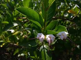 Image result for Volkameria