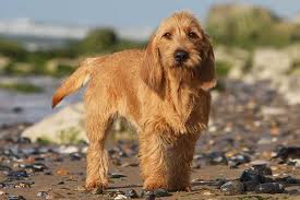 A series of french battleships built in response to the appearance of british superdreadnoughts. Basset Fauve De Bretagne Dog Breed Information American Kennel Club