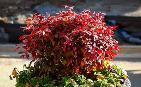 Image result for Nandina