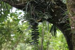 Image result for Calyptrochilum