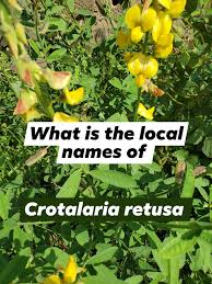 Image result for Crotalaria retusa
