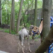 There is always something fun and interesting to see and the animals are so lively and look so healthy! John Ball Zoo Page 8 Zoochat