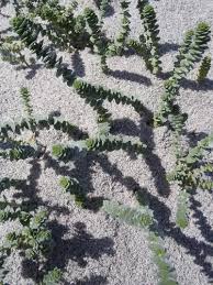 Image result for Hebenstretia