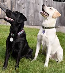 Before the invisible fence can be placed underground in your i've always trained my own dogs and help friends train theirs, as well. Underground Dog Fence Testimonials Dogwatch Of New Hampshire