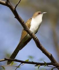 Black Bird With Yellow Belly Ohio Black Billed Cuckoo Bird Life List Cuckoo Backyard Birds