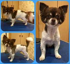 The appearance of hair cool definitely will give you. Pin By Ladonna Buskirk On Chihuahua Chihuahua Long Haired Chihuahua Baby Chihuahua