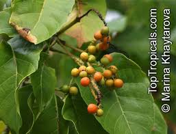 Image result for Allophylus