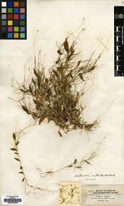 Image result for Arthraxon lancifolius